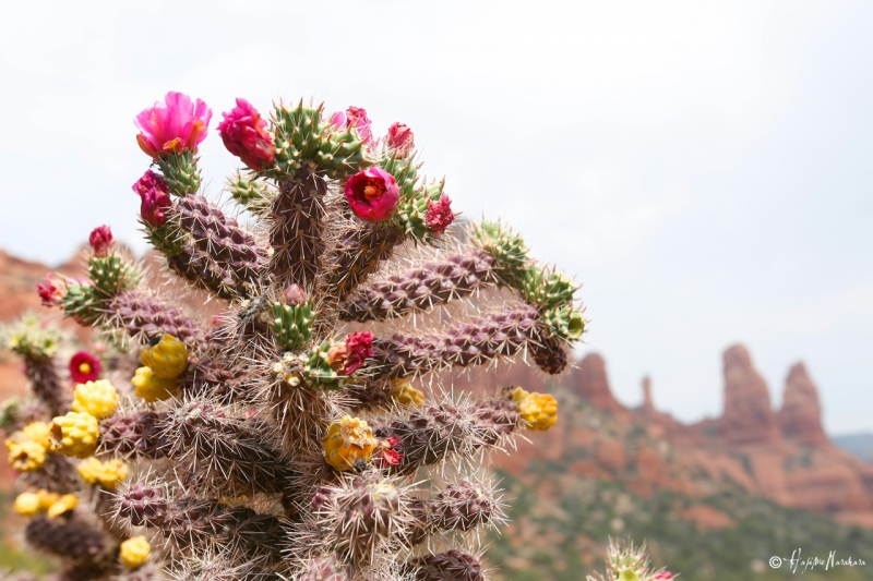 Cactus in Sedona